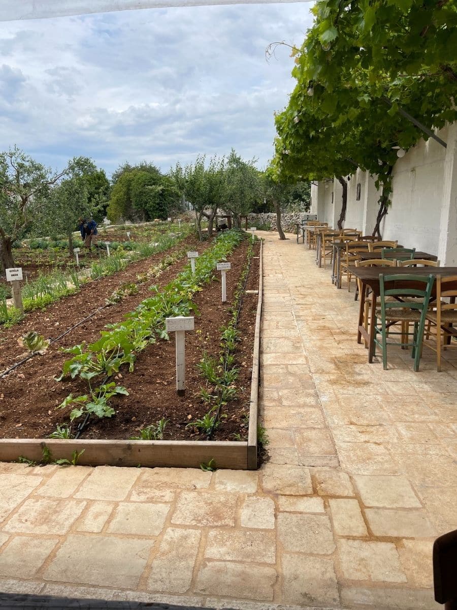 A serene outdoor dining area next to a lush vegetable garden in Alberobello, Italy. The garden is neatly arranged with rows of fresh greens and plants labeled with small white signs. A stone pathway runs alongside the garden, leading to a rustic open-air restaurant with wooden tables and chairs under a canopy of vibrant green grapevines. Olive trees and other Mediterranean flora surround the area, enhancing the tranquil countryside atmosphere. In the background, two people are tending to the garden, adding to the scene’s authenticity and charm.