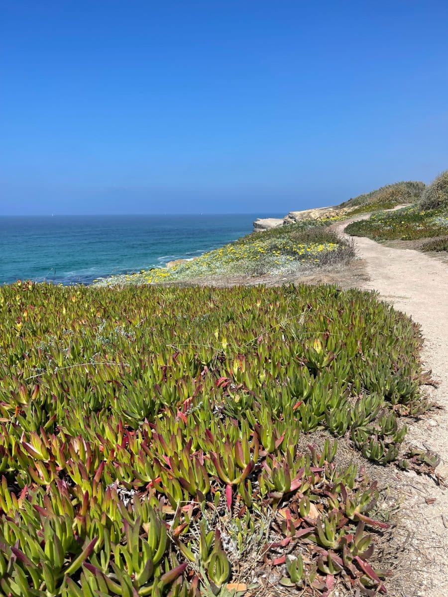 Scenic walking trail lined with lush greenery and wildflowers, overlooking the expansive blue ocean near Azenhas do Mar.