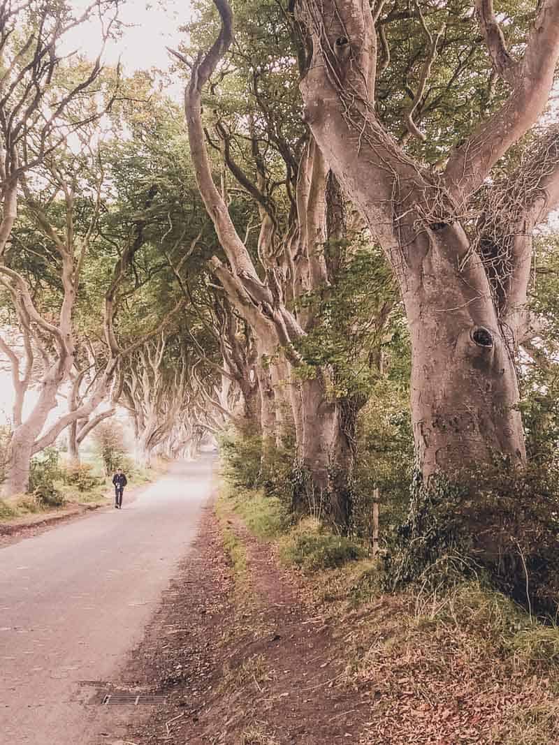 The Dark Hedges