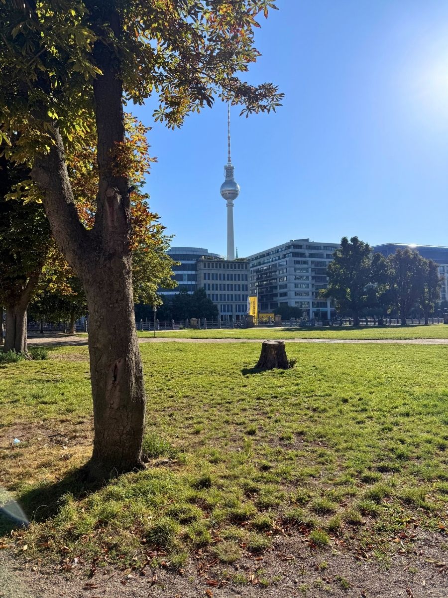View of the Berlin TV Tower (Fernsehturm) rising above modern office buildings, framed by a tree in a sunny city park with a patch of dry grass in the foreground.