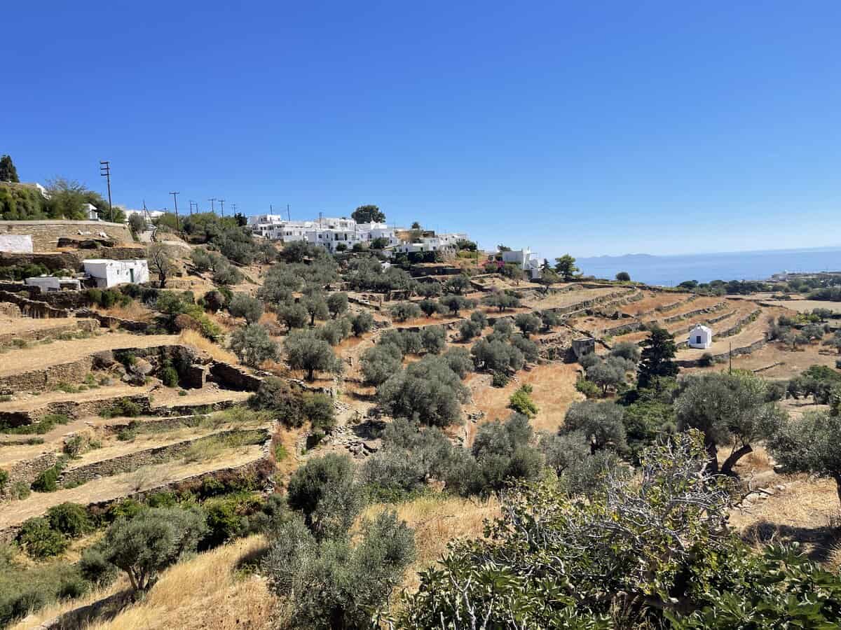 Best Guide to Sifnos Greece A terraced landscape under a clear blue sky on the Greek island of Sifnos. Olive trees dot the rolling hills with traditional white buildings, reflecting the unique Cycladic architecture, perched on the slopes. The Mediterranean Sea peeks from the horizon, promising serene views and a tranquil environment, ideal for a peaceful getaway. This image could serve as the perfect cover for the "Best Guide to Sifnos" for its blend of natural beauty and cultural charm.