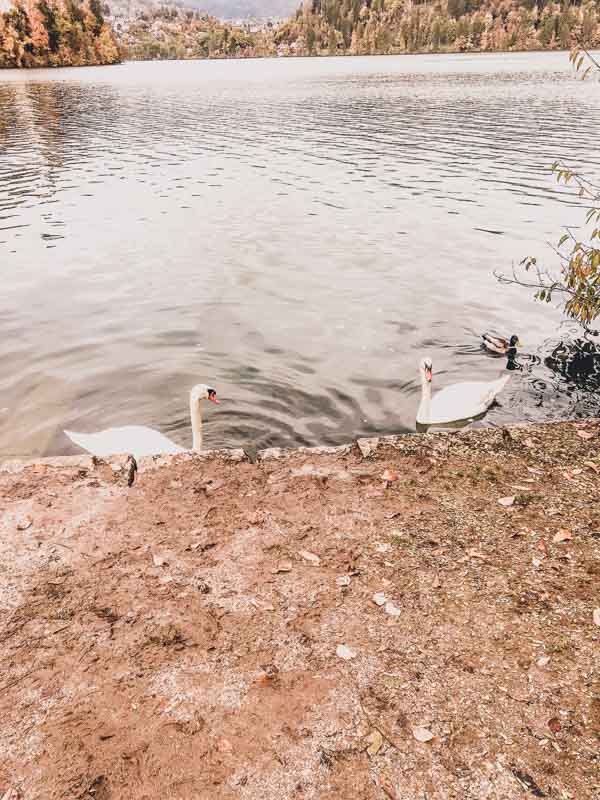 Two graceful swans gliding on the serene Lake Bled, with a backdrop of winter foliage, offering a peaceful nature experience for winter visitors.