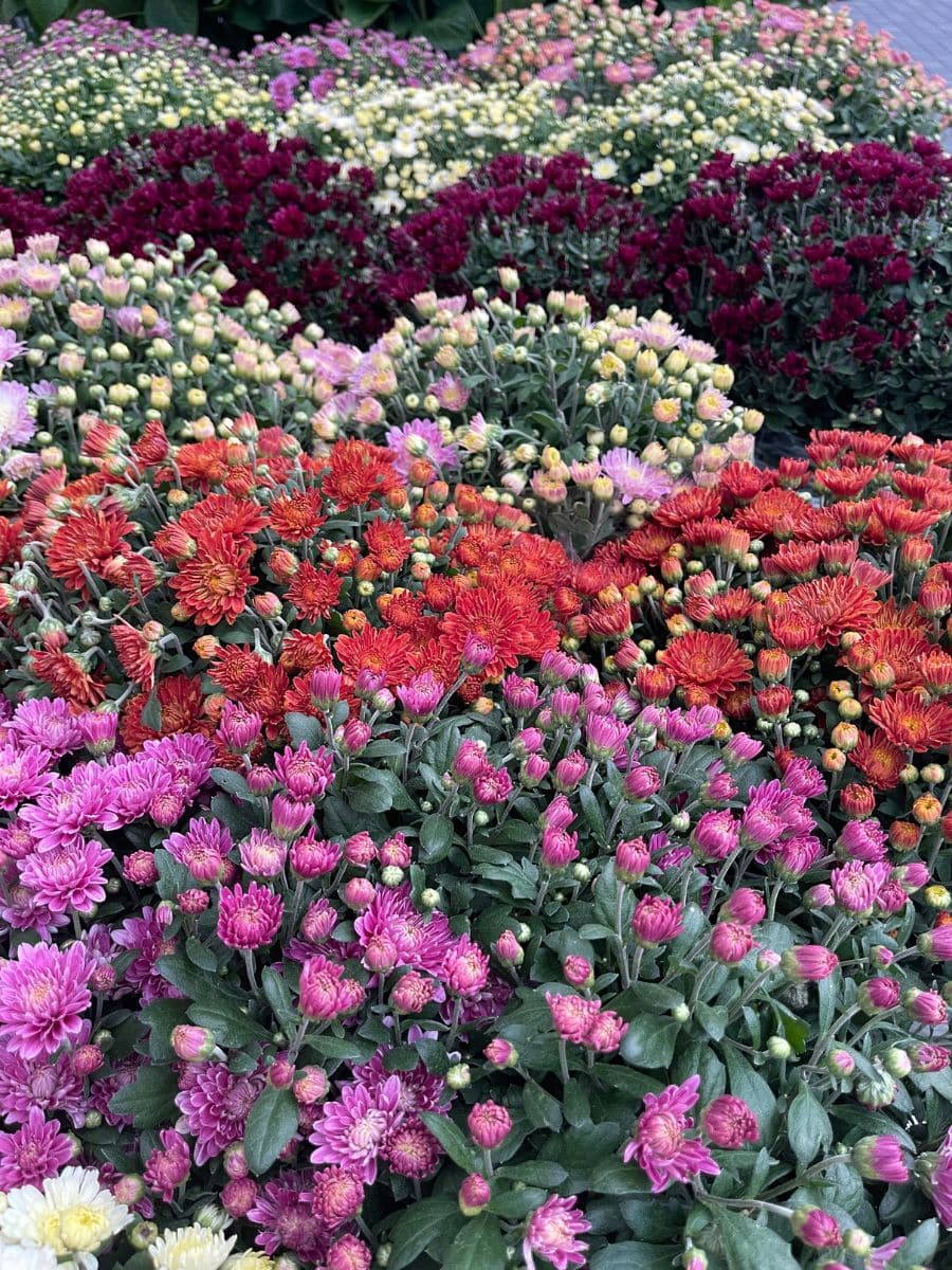 A vibrant display of chrysanthemums in shades of pink, red, orange, and yellow at a flower market in Copenhagen. The dense clusters of blooms create a colorful and textured floral arrangement.