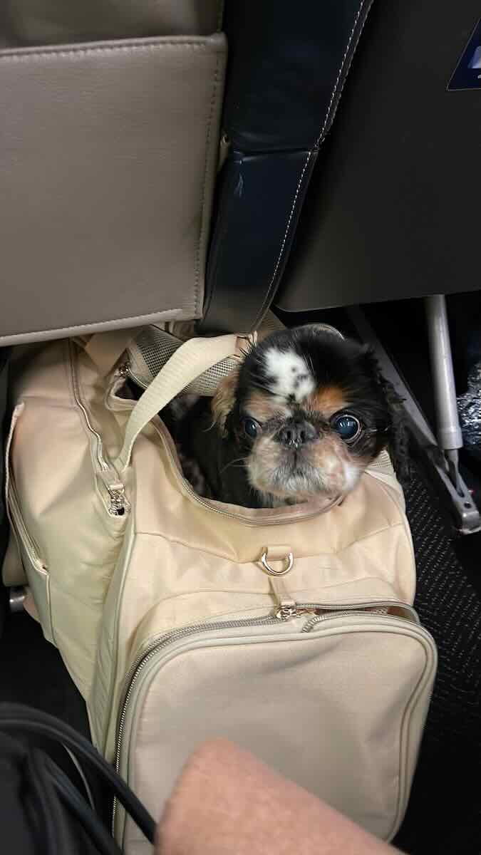 a small dog in a Beis travel bag under plane seat. 
