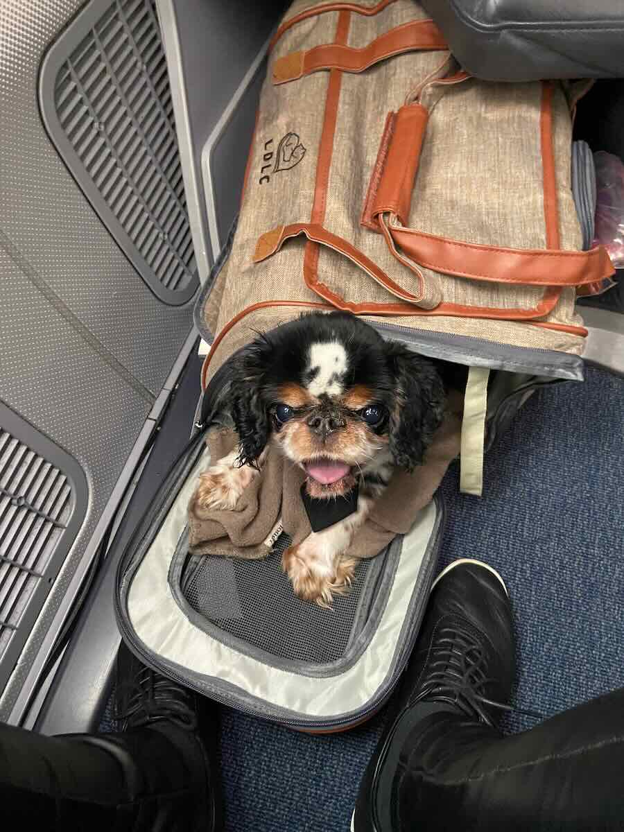 A small black and white dog on an airplane in a carrier.