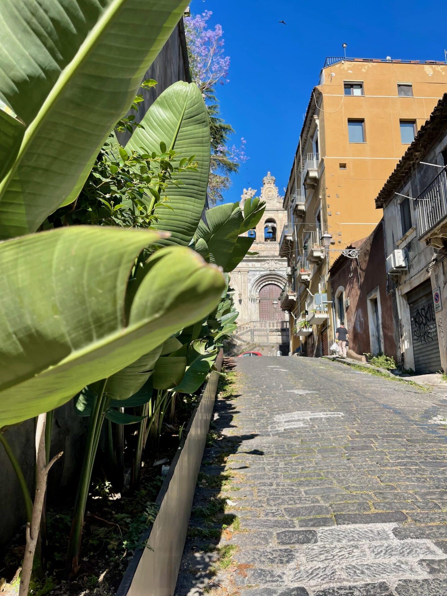 A sloping cobblestone street in Catania, flanked by buildings and large green plants.