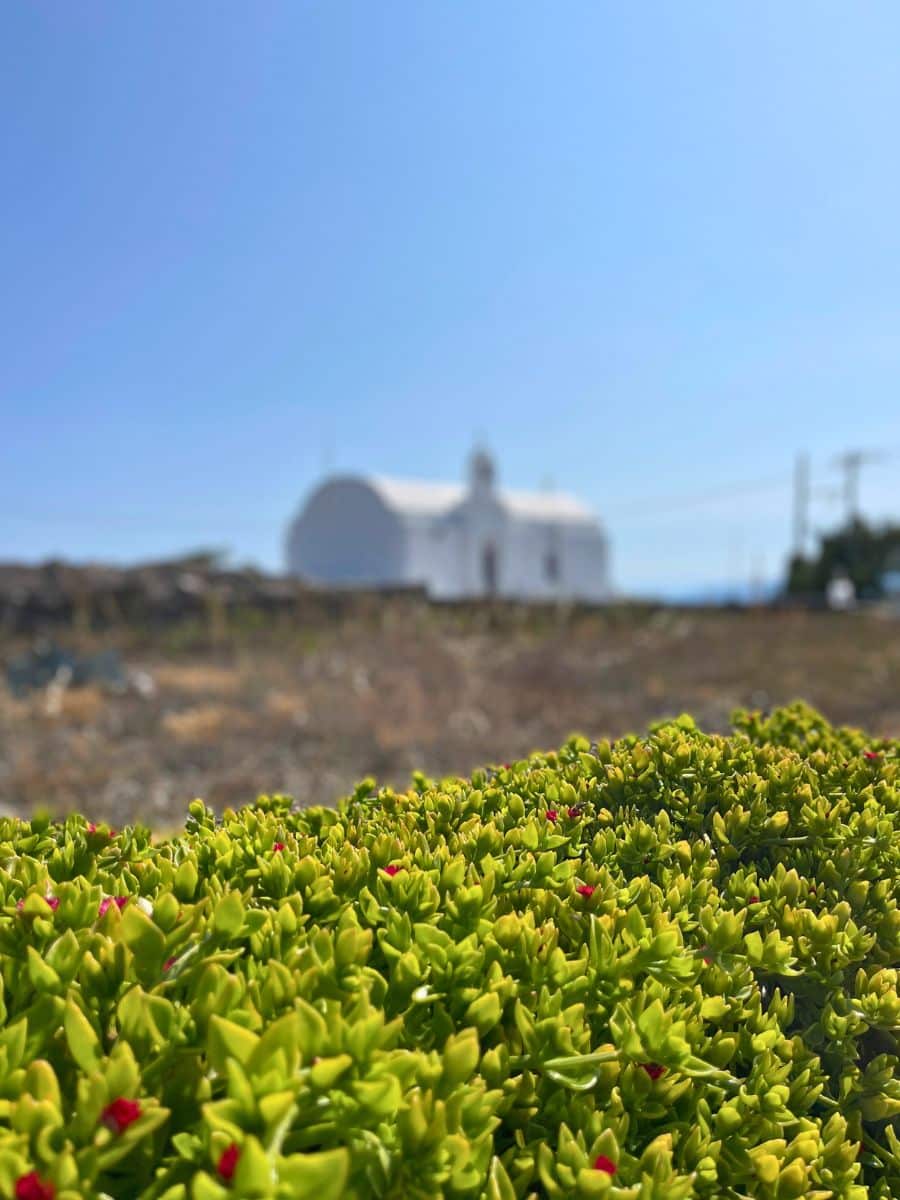 A blurred white-domed church in Folegandros, Greece, standing against a clear blue sky, with vibrant green succulents and tiny red flowers in the foreground.