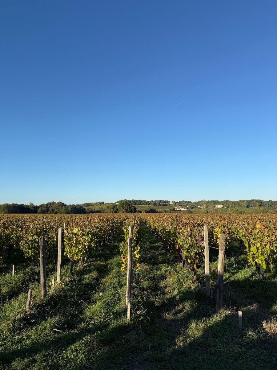 Rows of lush grapevines stretch into the distance beneath a clear blue sky in Bordeaux, France.