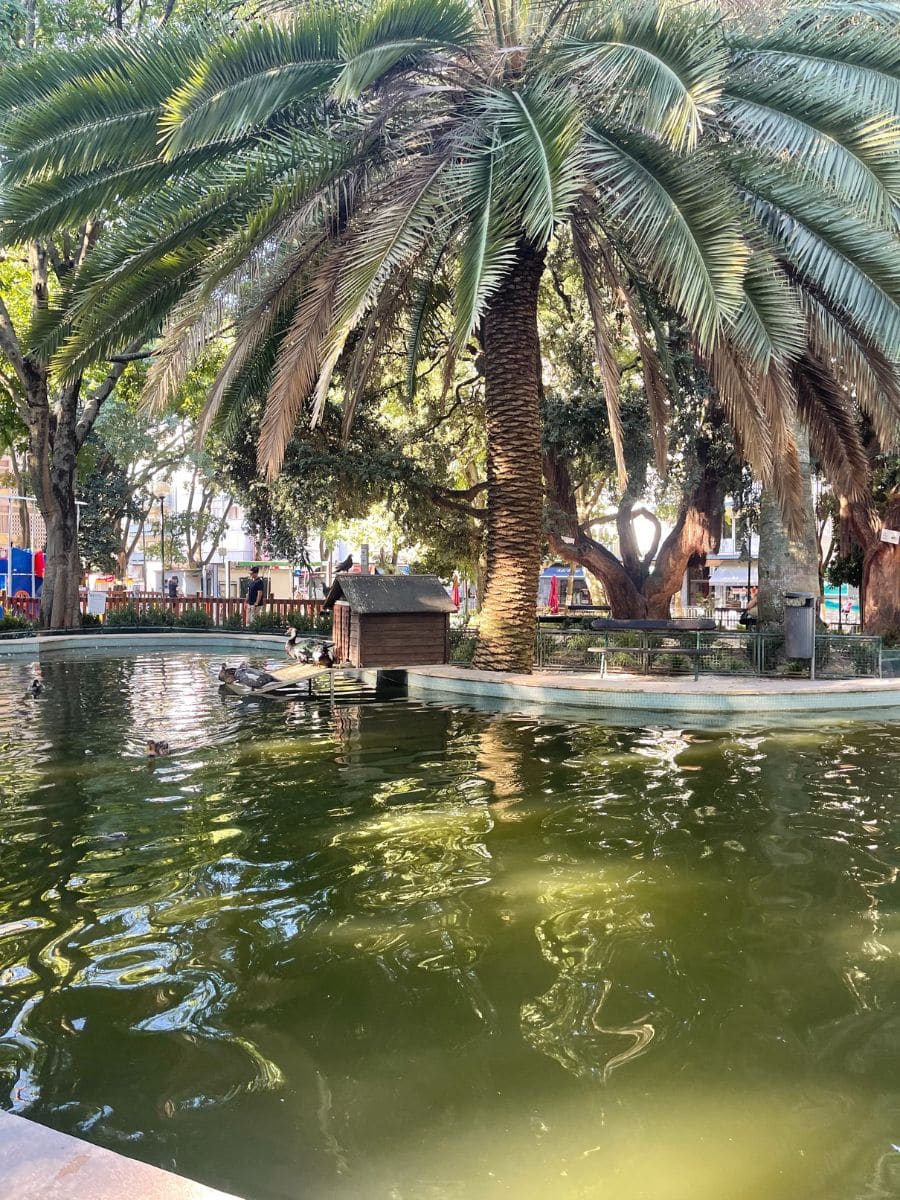 Urban park with a large palm tree and a pond, with ducks swimming.