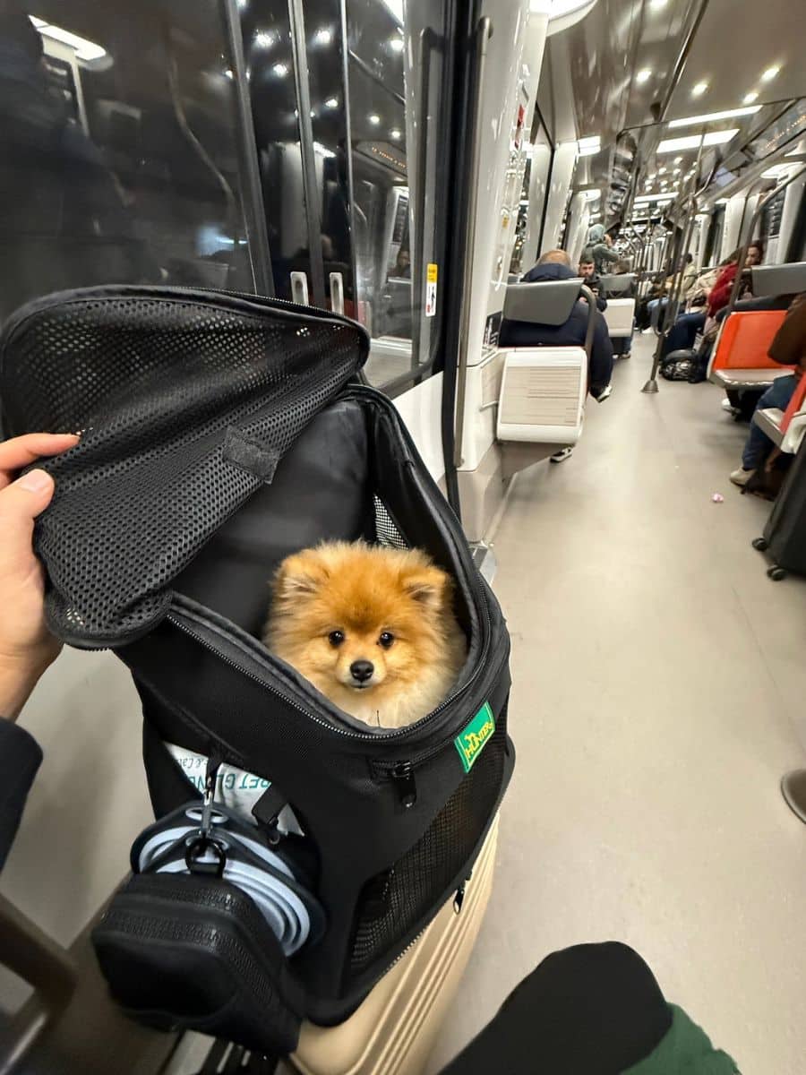 Teddy, a fluffy Pomeranian dog peeks out from a pet carrier backpack on a train, surrounded by passengers. The setting shows the interior of a modern public transit car with reflections on the windows and rows of seats.