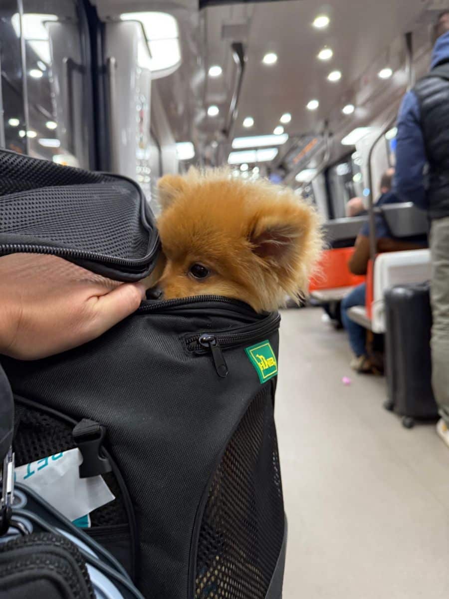 Teddy, peeking out of a black pet carrier on a Paris metro, with bright interior lighting and passengers in the background.