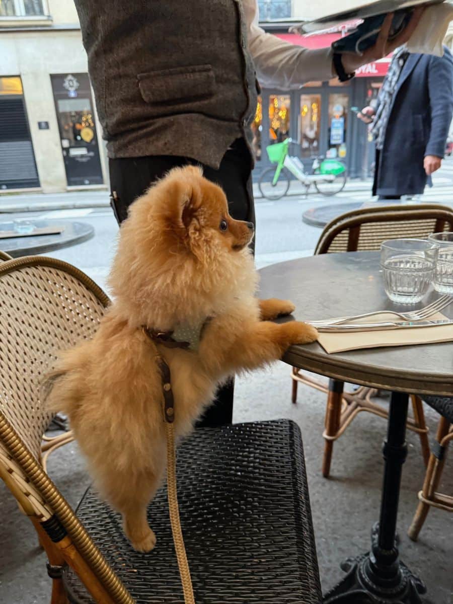 Melissa, a fluffy Pomeranian stands on a Parisian café chair, paws resting on the table, curiously watching a waiter serving nearby. The cozy street scene is visible through the window.