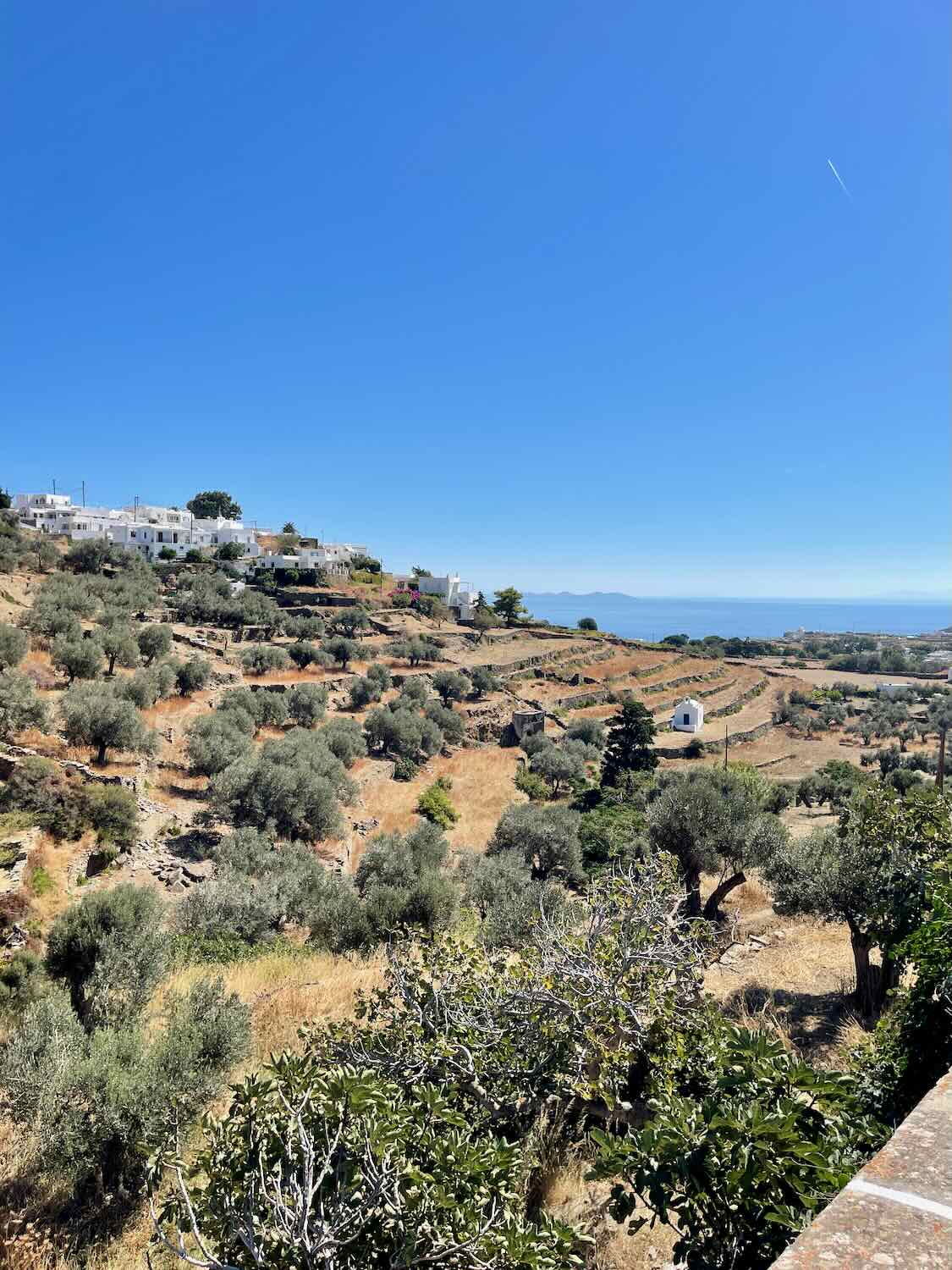 The image shows a sunny, rural landscape with terraced fields, likely on a hillside. There are scattered olive trees and shrubs across the area. In the background, you can see a small village or group of white buildings perched on a hill, and the horizon offers a distant view of the sea under a clear blue sky. The overall setting appears Mediterranean, giving a sense of tranquility and natural beauty.
