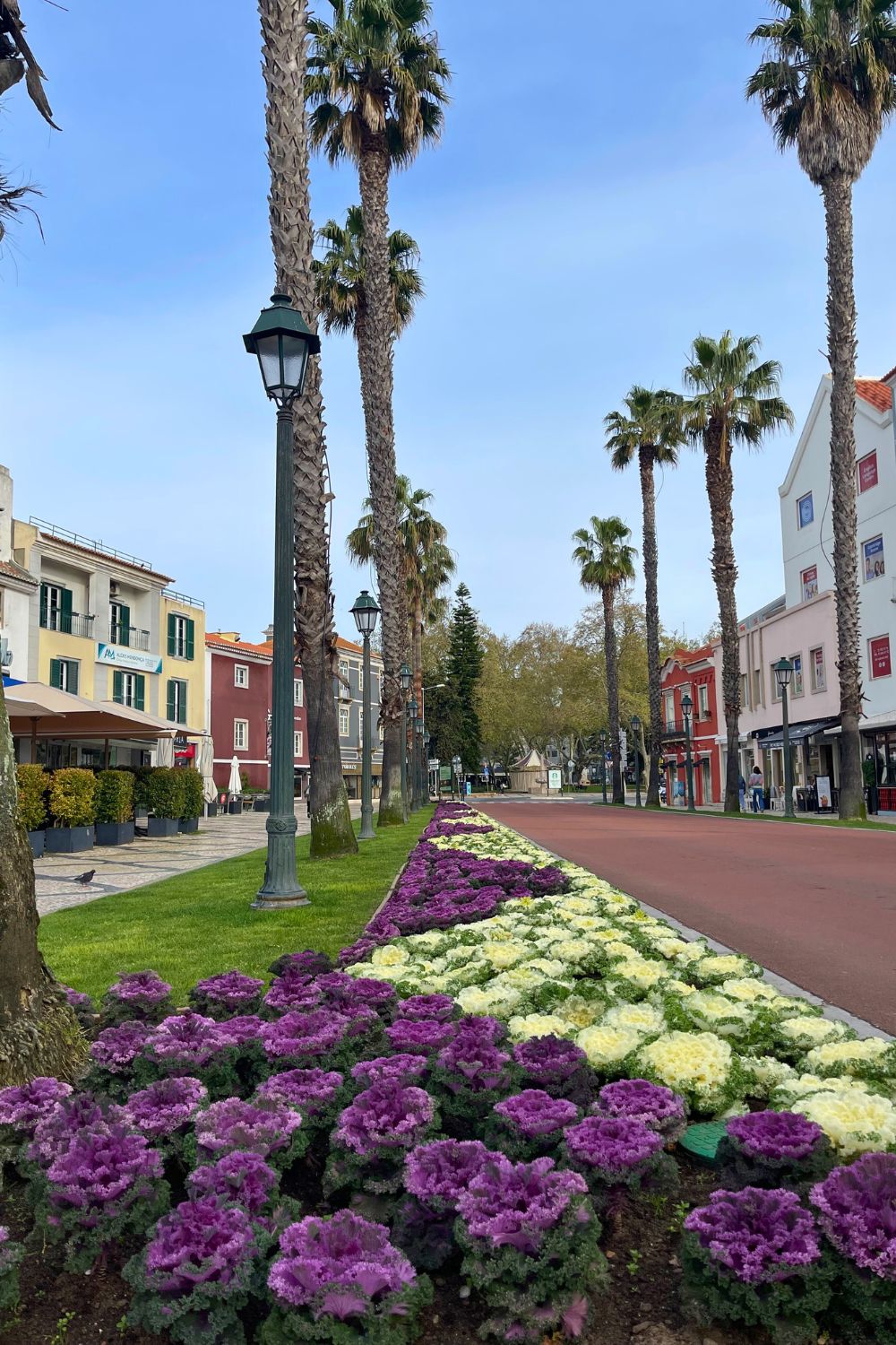 A beautiful tree-lined boulevard with tall palm trees and vibrant flower beds featuring purple and white blooms in Cascais, Portugal. Colorful buildings and a clear sky complete the serene scene.