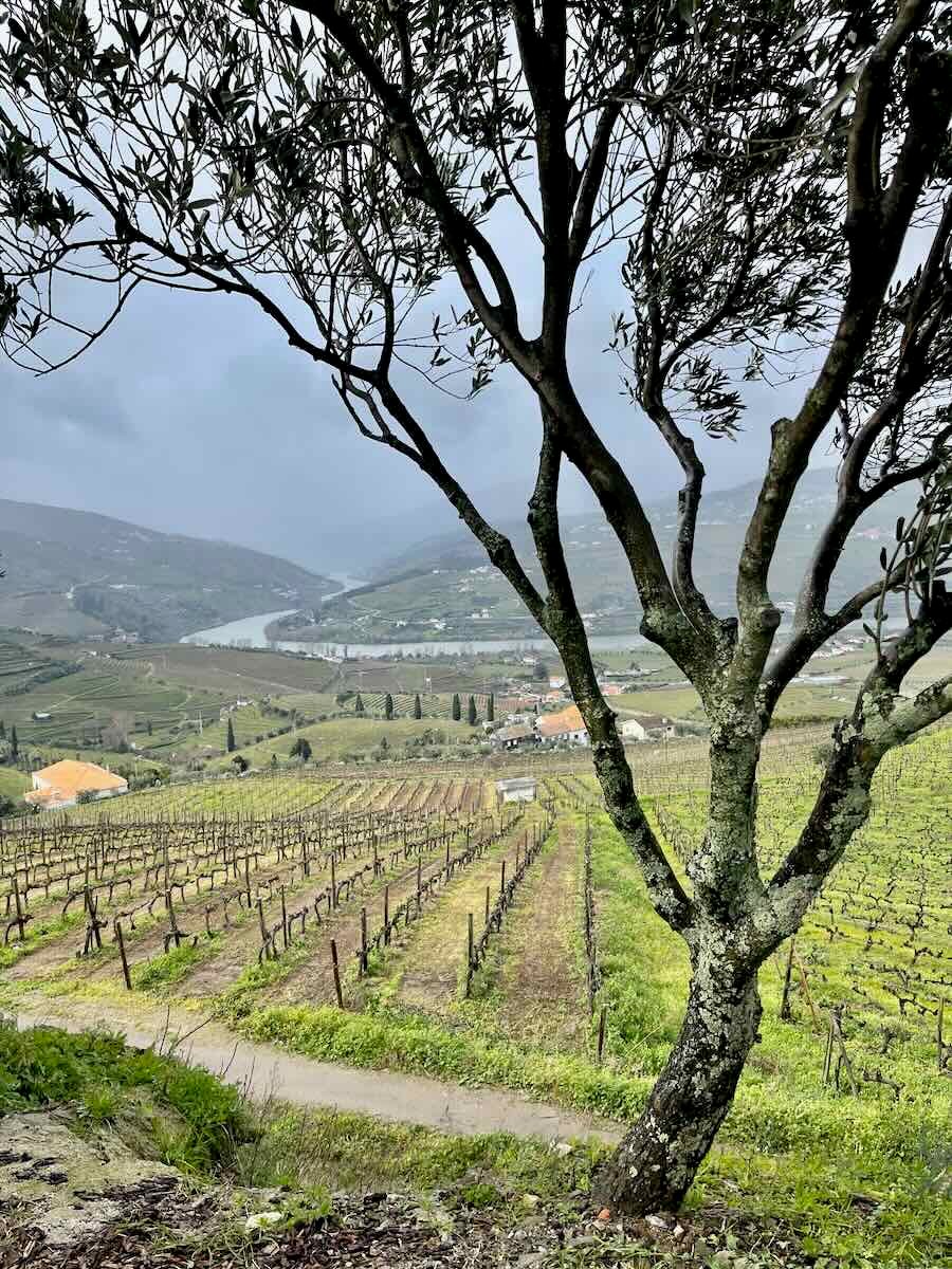 A scenic view of the Douro Valley’s vineyards, with rows of grapevines stretching across the hilly landscape. An olive tree frames the foreground, and the river winds its way through the valley, showcasing the beauty of Porto's wine country.